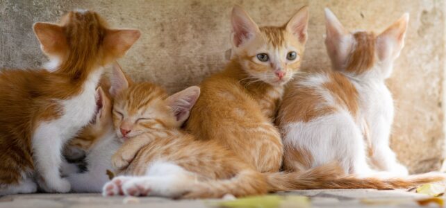 Les animaux les plus mignons Les animaux les plus mignons